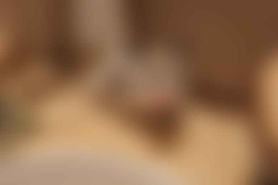 hamster treat puzzle