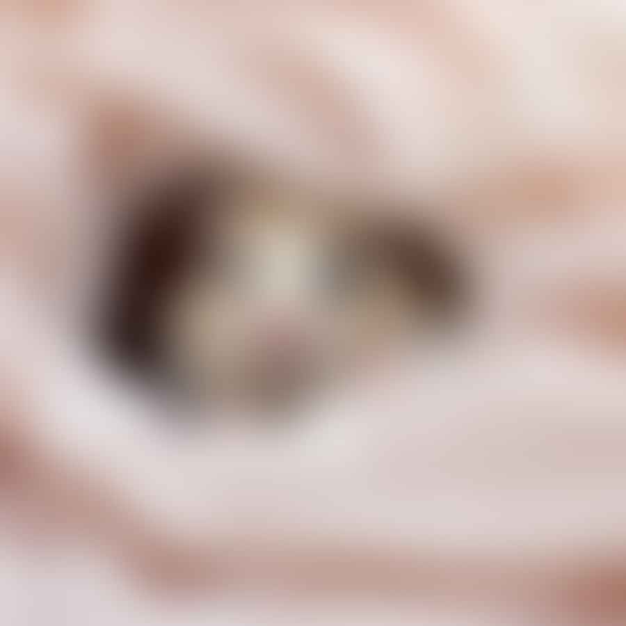 Winter white dwarf hamster burrowing in bedding