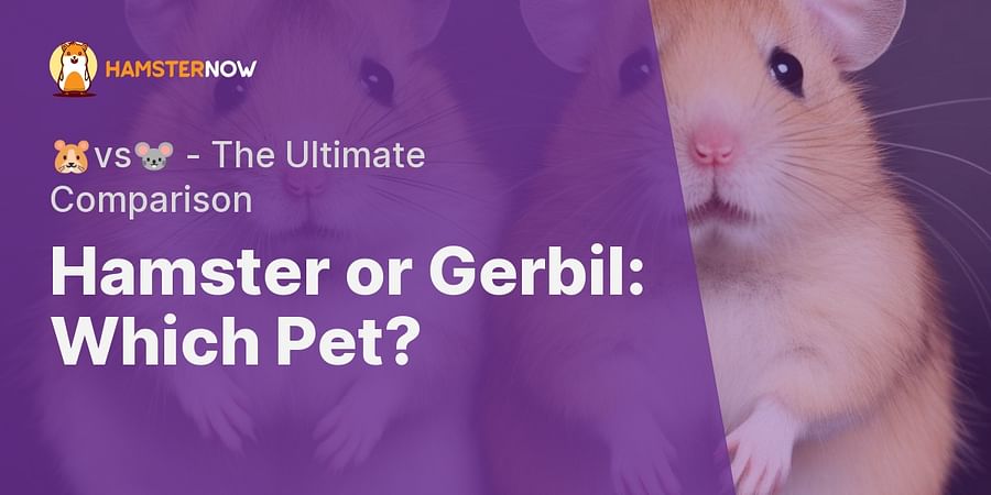 Hamster or Gerbil: Which Pet? - πΉvsπ - The Ultimate Comparison