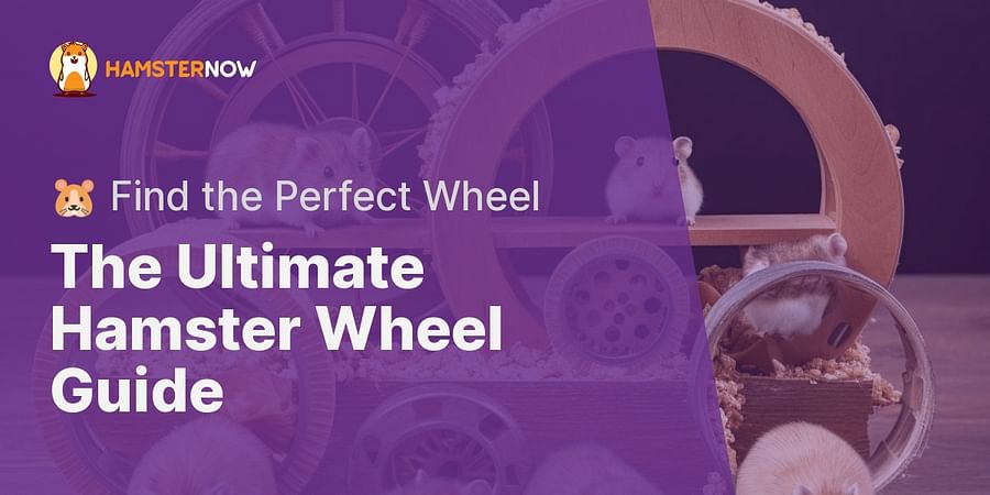 The Ultimate Hamster Wheel Guide - πΉ Find the Perfect Wheel